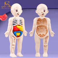 3D Human Organs Anatomy Puzzle for kids, Montessori STEM educational toy with detachable parts, promoting fun anatomical learning.