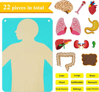 Montessori human body parts quiet book with 22 anatomy felt pieces including brain, heart, lungs, liver, and intestines for toddlers.